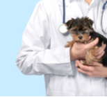 חיסונים לחתולים ולכלבים: המדריך המלא-תמונה